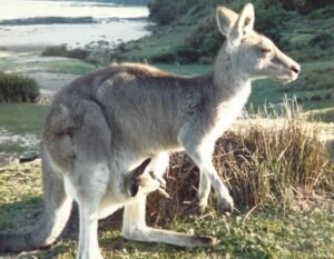 pebbly beach kangaroo