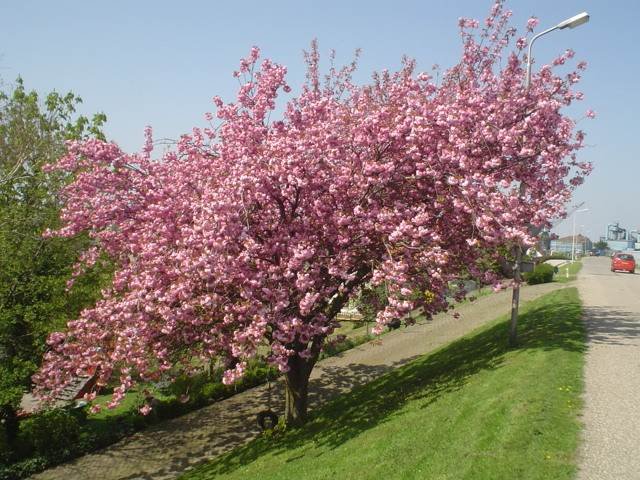 cherry tree in ouderkerk